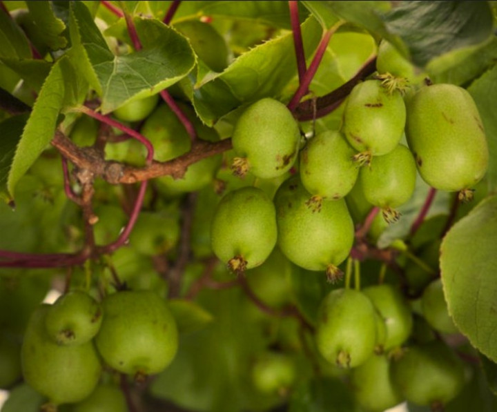 Actinidia - Mini Kiwi Issai